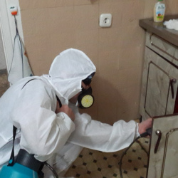 Дезинфекция от муравьев в квартире в Южноуральске